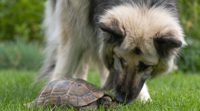 Can You Keep Dogs And Tortoise At The Same House?