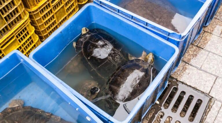 How To Transport Turtles To Vet? [Beginner’s Guide]