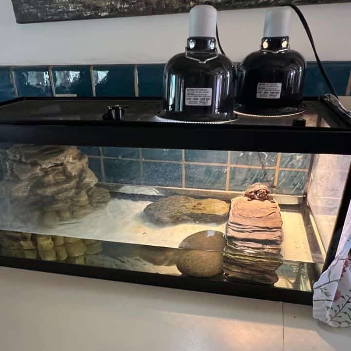 How Often To Change Turtle Tank Water? The Turtle Hub