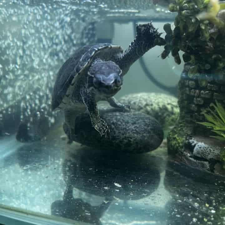 musk turtle swimming