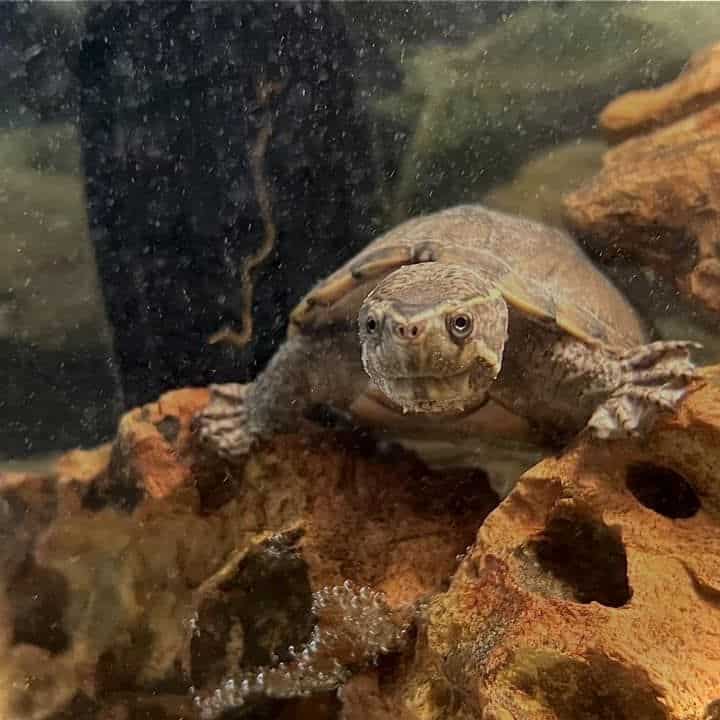musk turtle closeup