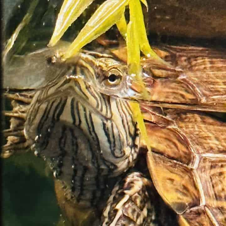 red eared slider closeup