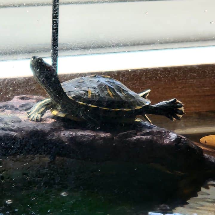 red eared slider basking