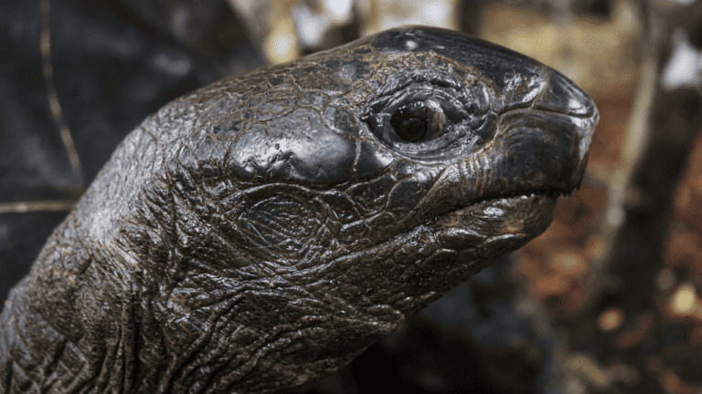 Origin & History Of Turtles