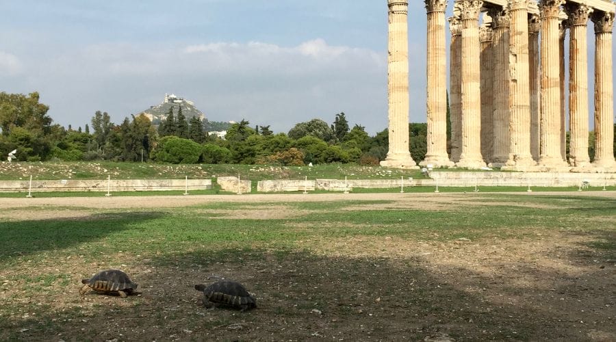 tortoises beside ancient structure