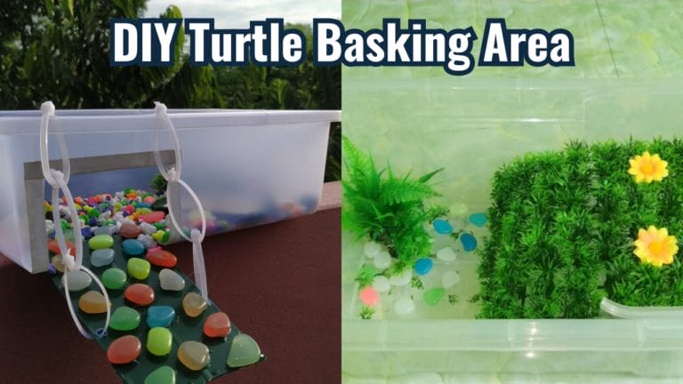 DIY Turtle Basking Area