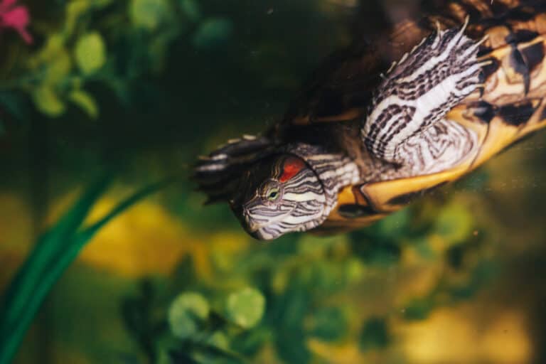 Red Eared Terrapin - Trachemys scripta elegans in the aquarium