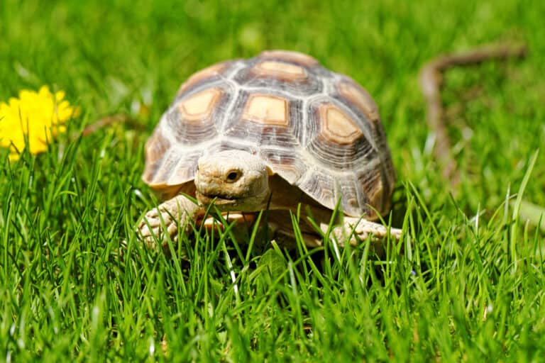 African Spurred Tortoise (Geochelone sulcata) in the garden