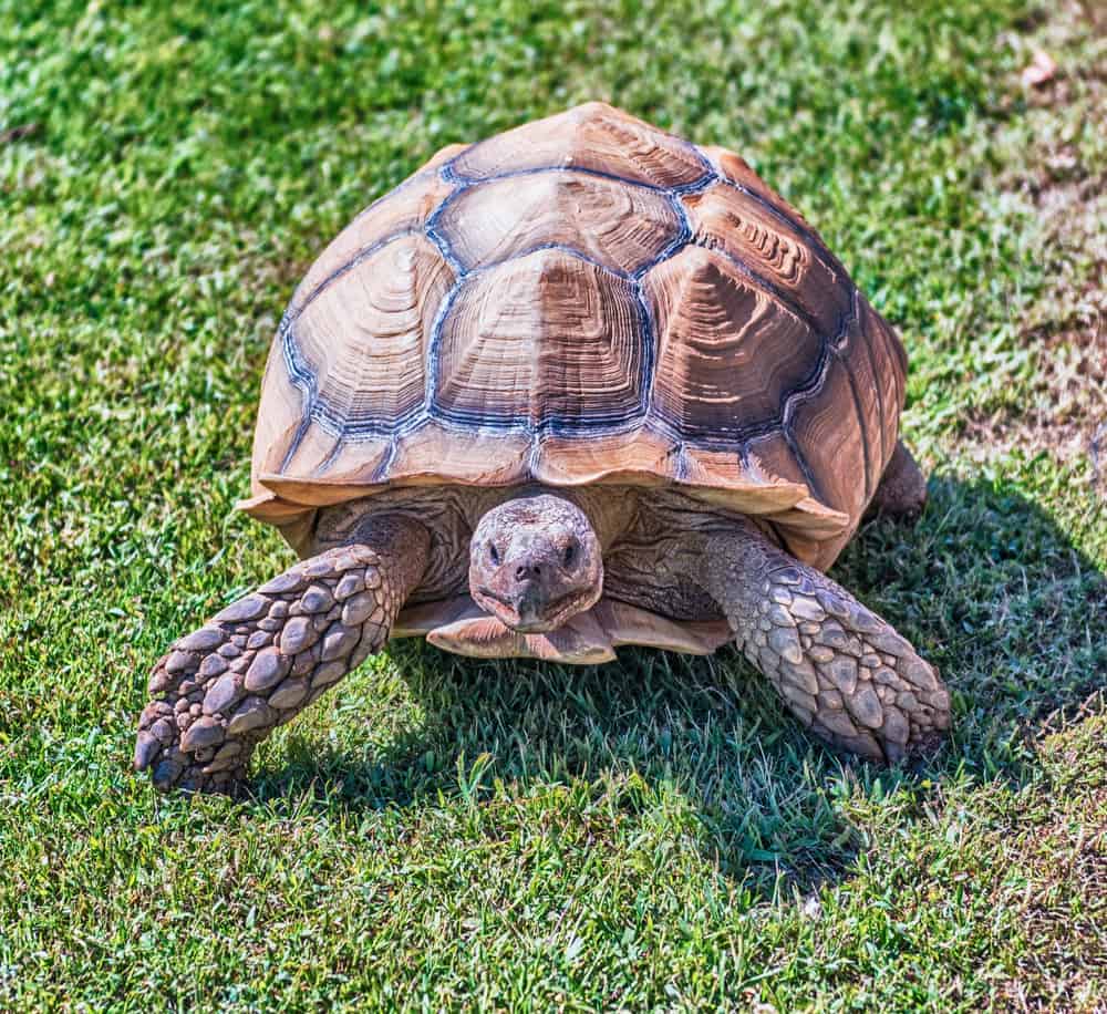 sulcata tortoise on grass