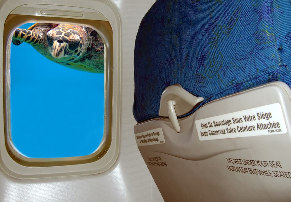 turtle peeking outside airplane window