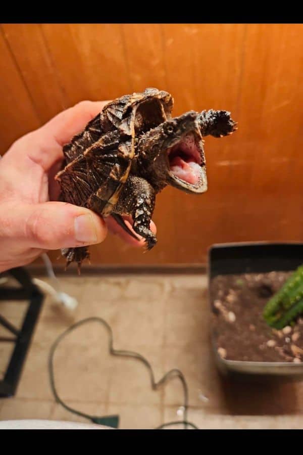 snapping turtle screaming