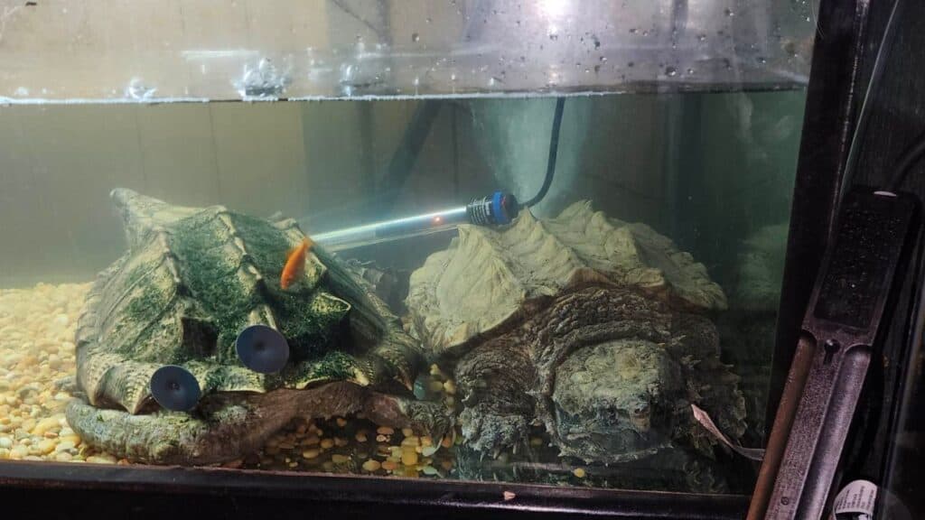 two snapping turtles in tank