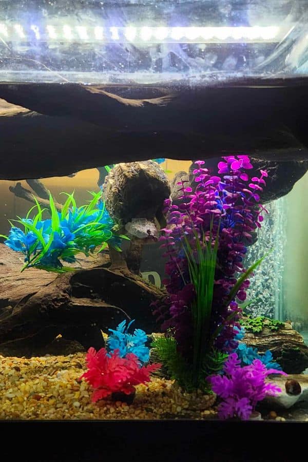 How To Keep Turtle Tank From Smelling? [9 Causes & Solutions] The