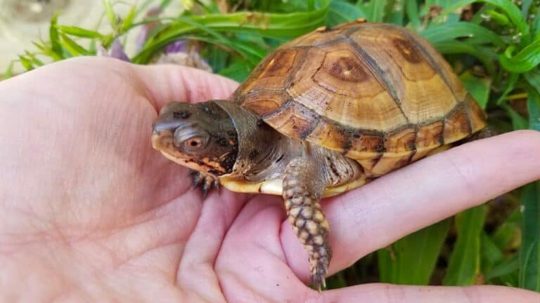 box turtle on hand