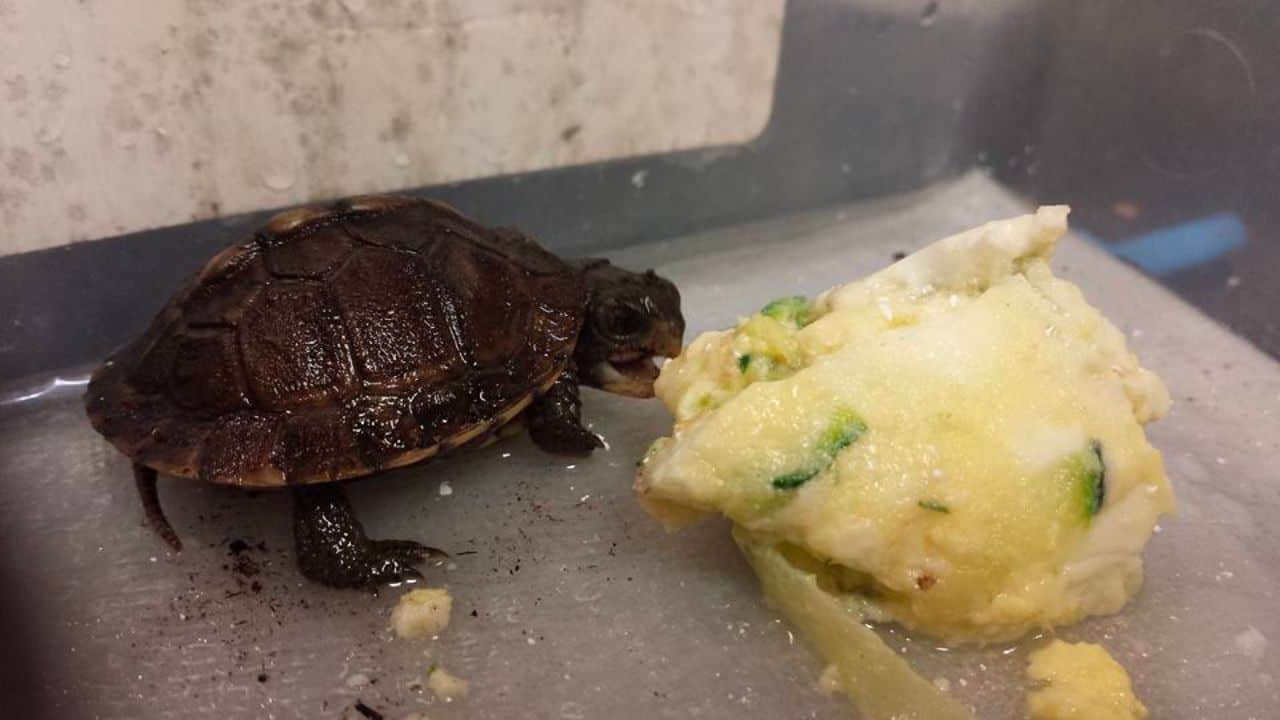 box turtle eating