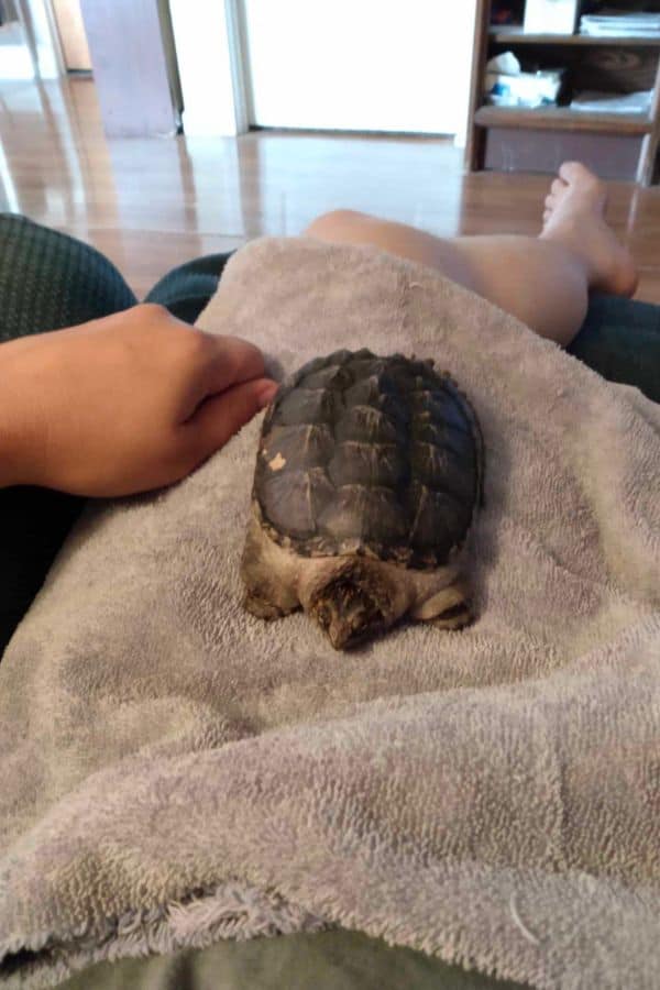 snapping turtle on lap