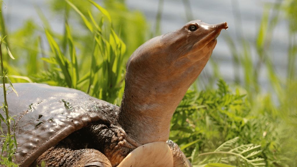 softshell turtle closeup