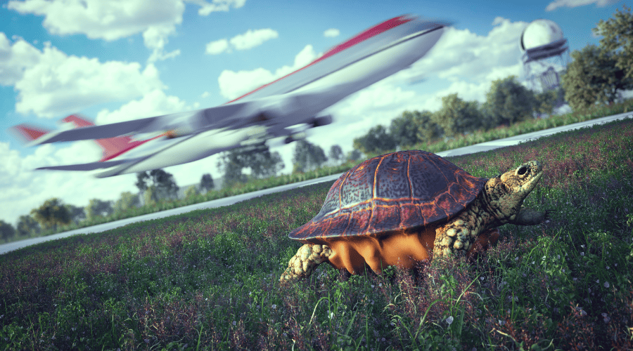 How To Transport A Turtle On An Airplane Safely?