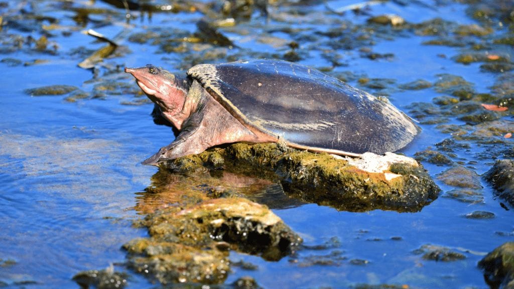 softshell turtle basking on pond
