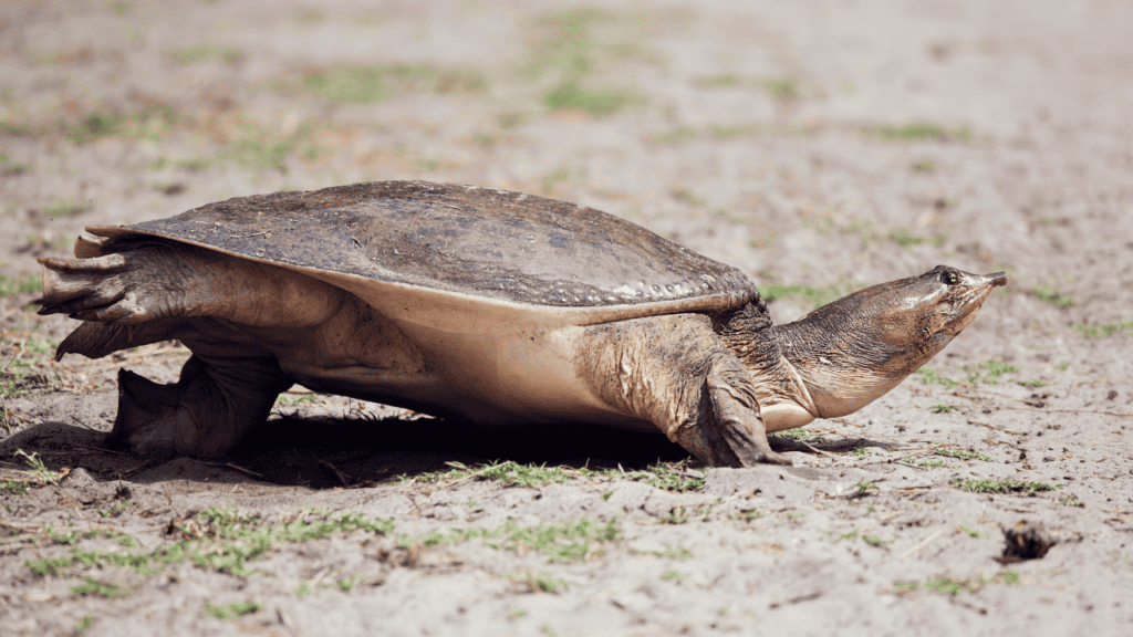 softshell turtle basking in sun