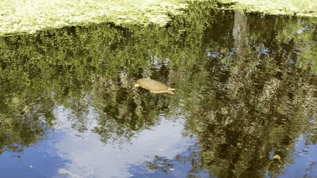 softshell turtle swimming