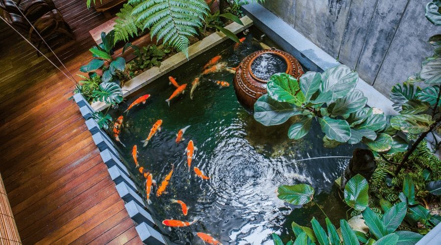 indoor turtle pond with plants and koi fish