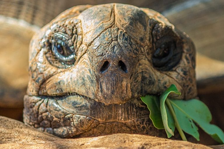 100+ Unique Tortoise Names You Haven’t Heard Before