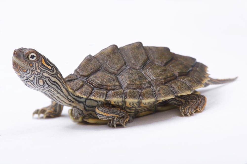 Texas Map Turtle