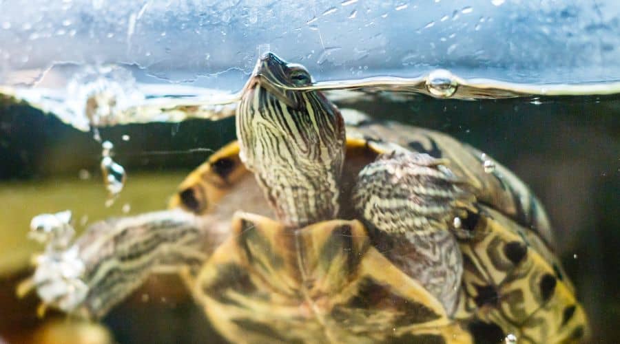 Why Does My Turtle Tank Smell? [7 Sneaky Reasons] The Turtle Hub
