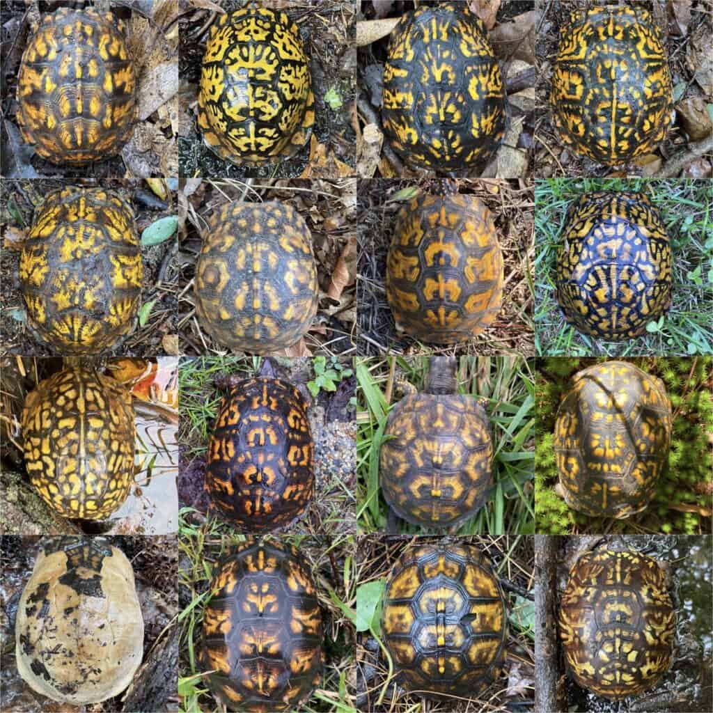 box turtle shell collage