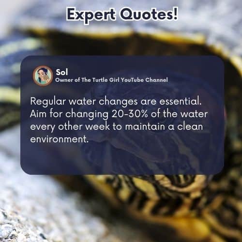 expert quote turtle regular water changes are essential. aim for changing 20-30% of the water every other week to maintain a clean environment.