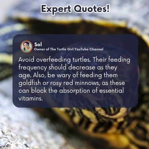 expert quote turtle avoid overfeeding turtles their feeding frequency should decrease as they age also be wary of feeding them goldfish or rosy red minnows, as these can block the absorption of essential vitamins