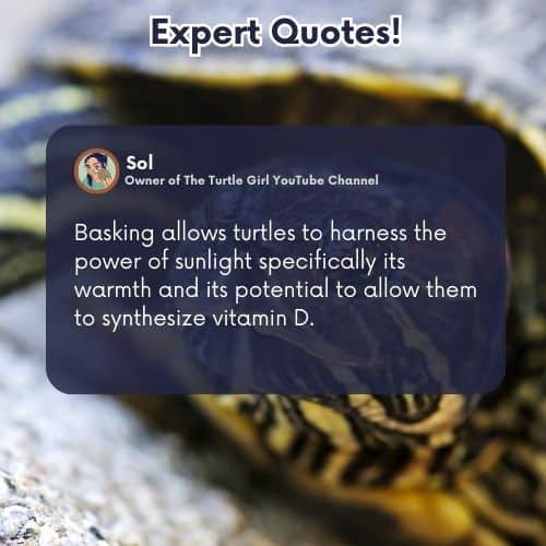 expert quote turtle basking allows turtles to harness the power of sunlight specifically its warmth and its potential to allow them to synthesize vitamin D