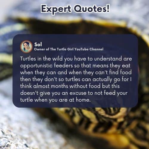 Why Does My Turtle Tank Smell Like Rotten Eggs? The Turtle Hub