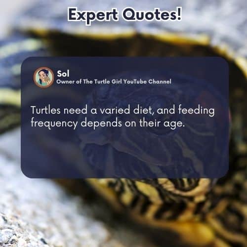 expert quote turtle turtles need a varied diet, and feeding frequency depends on their age