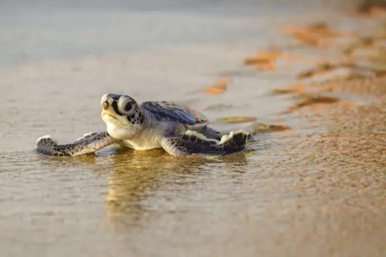 The Invisible Map That Guides Sea Turtles Across Oceans