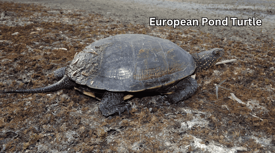 European Pond Turtle 