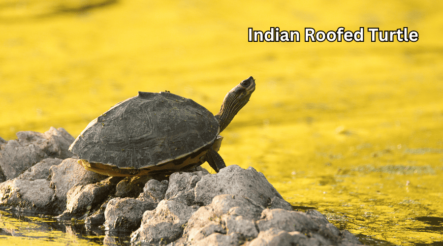 Indian Roofed Turtle