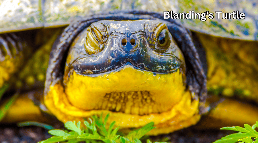 Blanding's Turtle