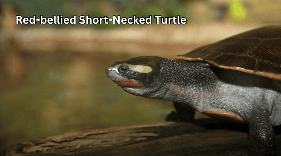 Red-bellied Short-Necked Turtle