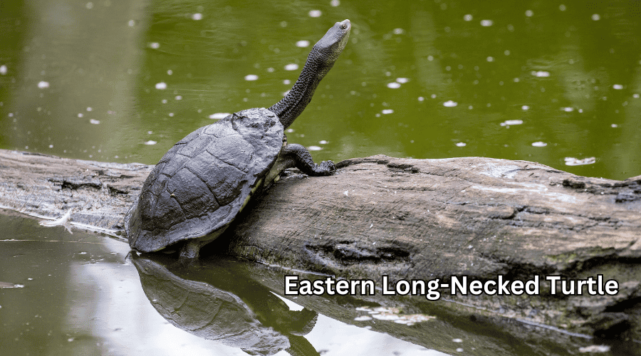 Eastern Long-Necked Turtle