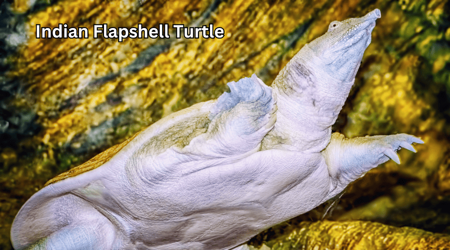 Indian Flapshell Turtle