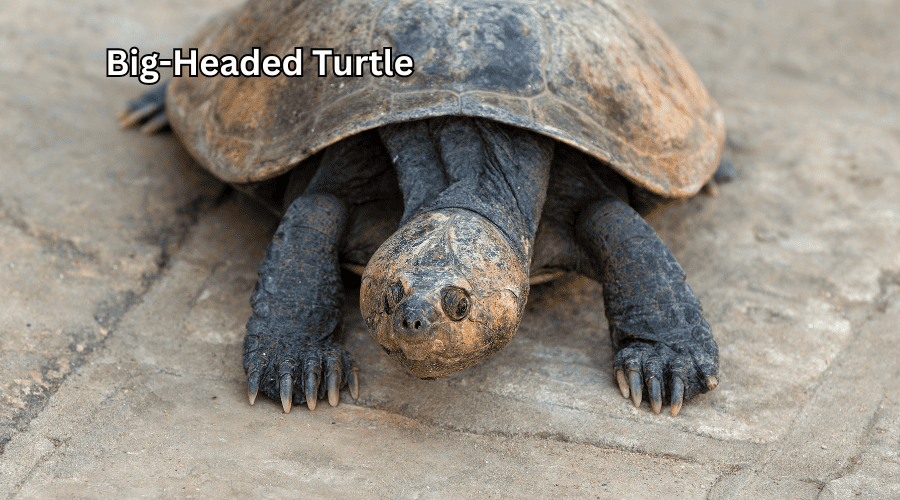 Big-Headed Turtle