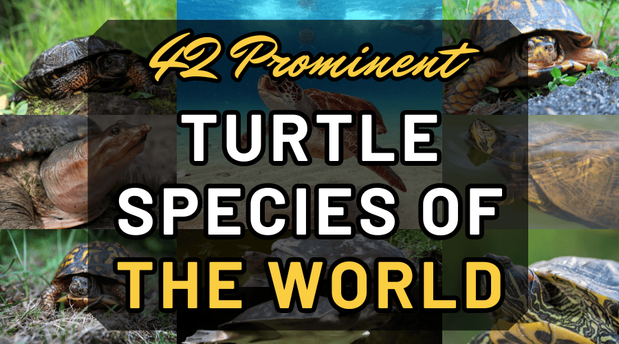 42 Prominent Turtle Species Of The World