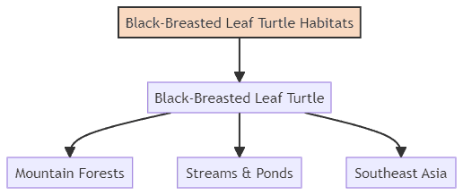 Black-Breasted Leaf Turtle habitat