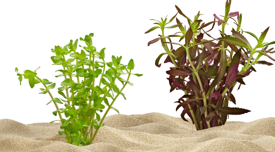 turtle tank substrate