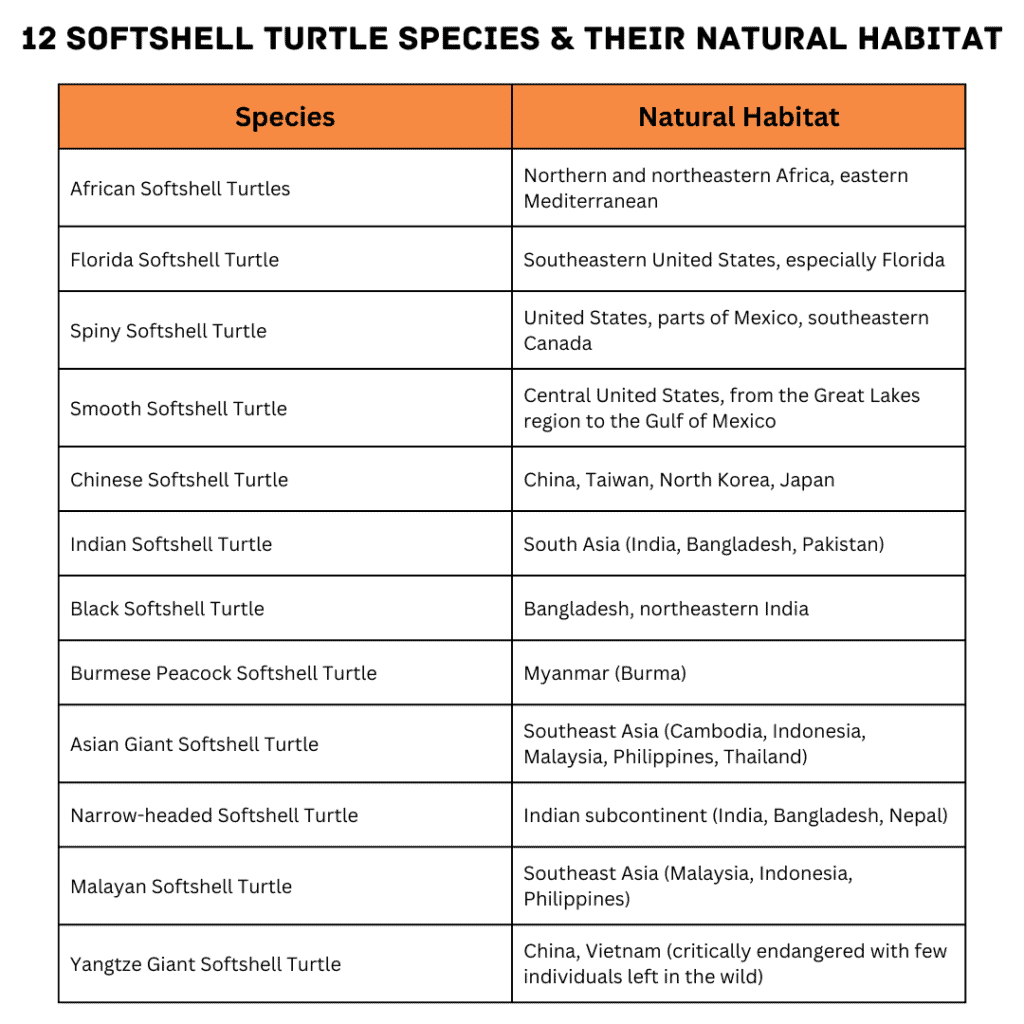 12 Softshell Turtle Species & Their Natural Habitat