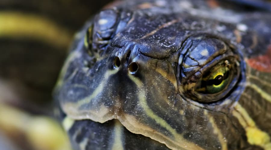 closeup of turtle eye
