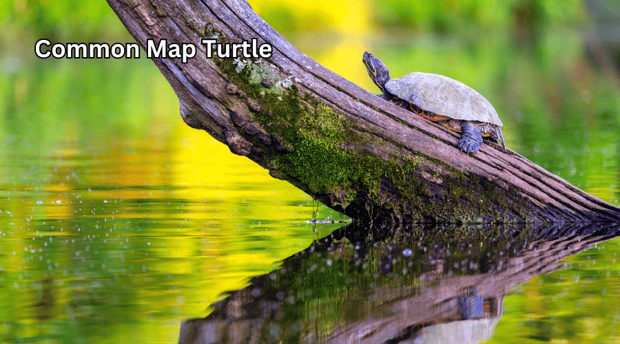 Common Map Turtle