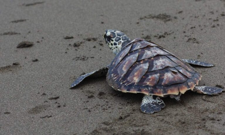 7 Everyday Beach Activities That Are Secretly Harming Sea Turtles